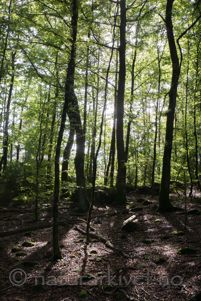 SIG_4863 / Fagus sylvatica / Bøk
