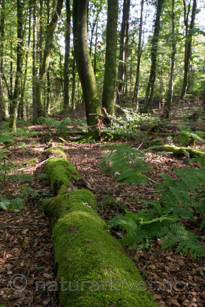 SIG_4864 / Fagus sylvatica / Bøk