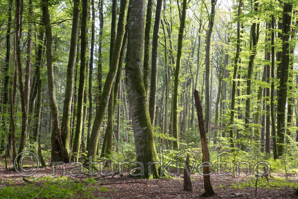 SIG_4876 / Fagus sylvatica / Bøk