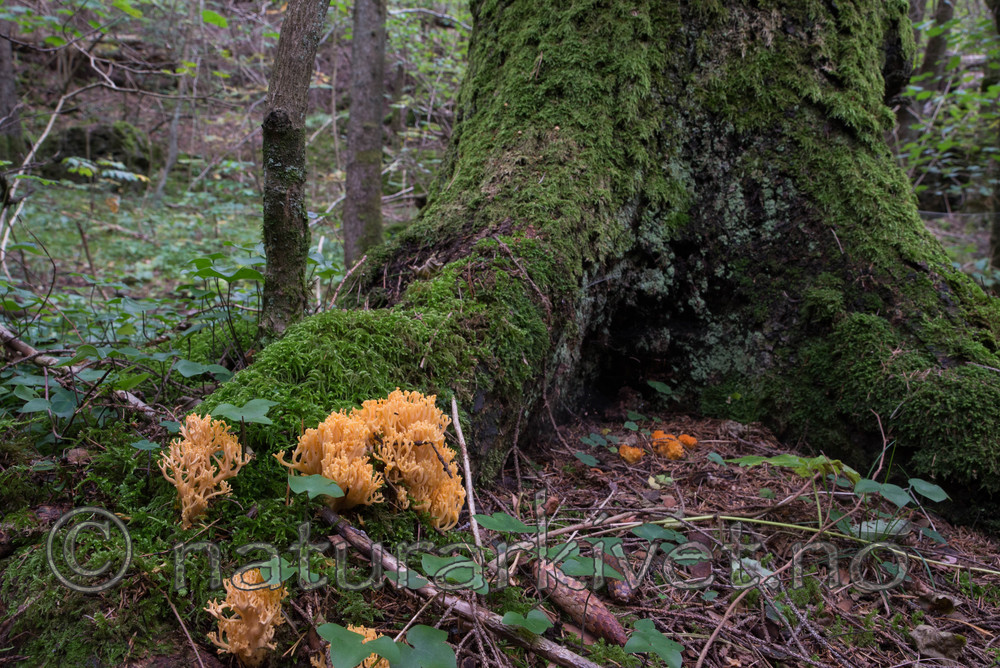 SIG_4889 / Ramaria brunneicontusa / Gullkorallsopp