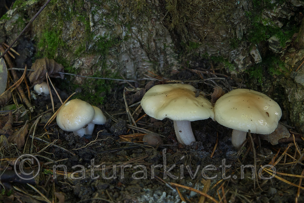 SIG_5009 / Hygrophorus lindtneri / Hasselvokssopp