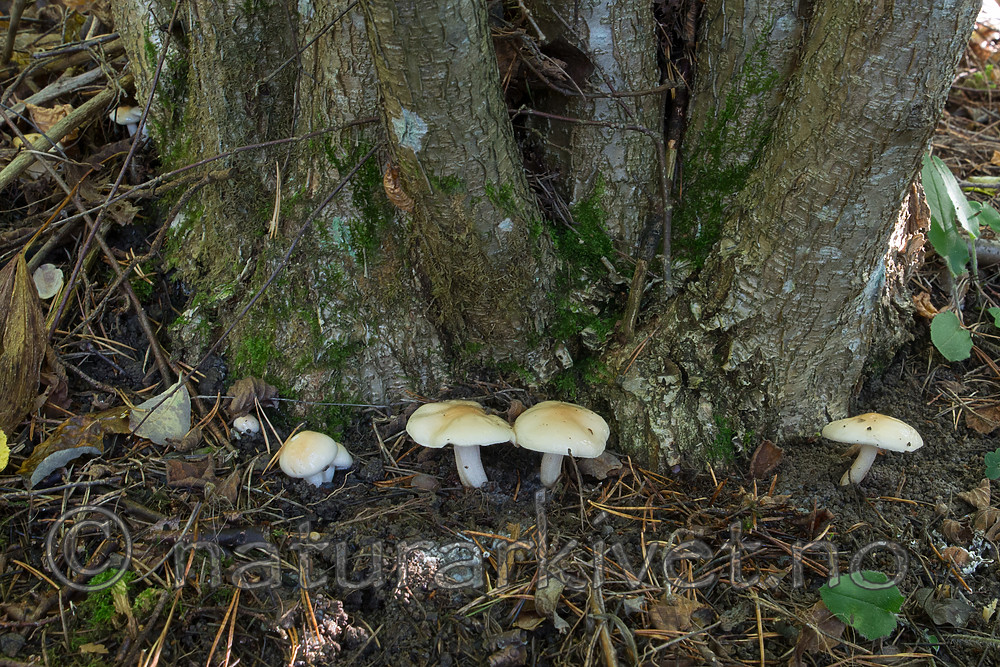 SIG_5018 / Hygrophorus lindtneri / Hasselvokssopp