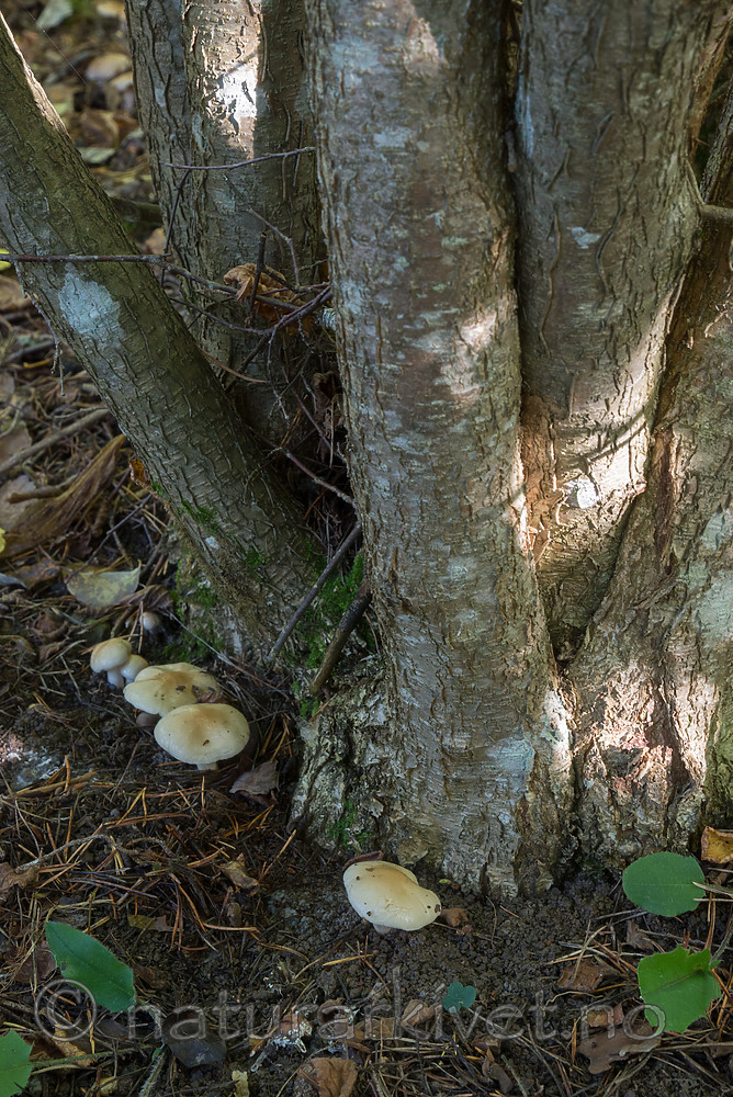 SIG_5019 / Hygrophorus lindtneri / Hasselvokssopp