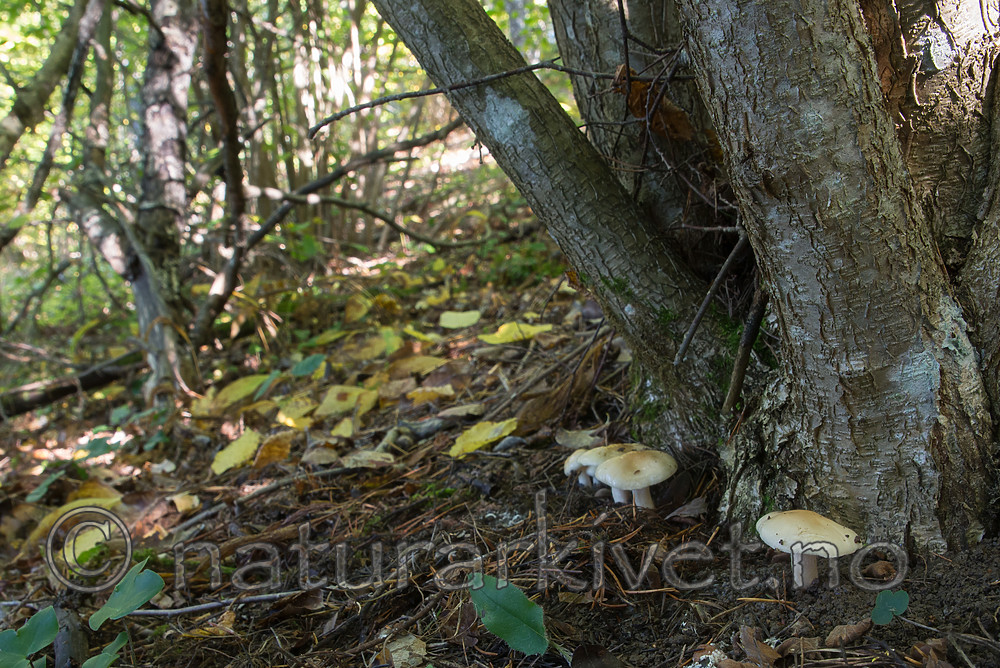 SIG_5026 / Hygrophorus lindtneri / Hasselvokssopp