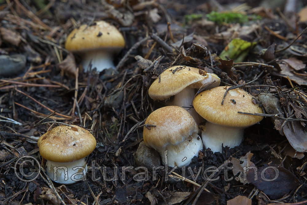 SIG_5034 / Cortinarius multiformium / Vrangslørsopp