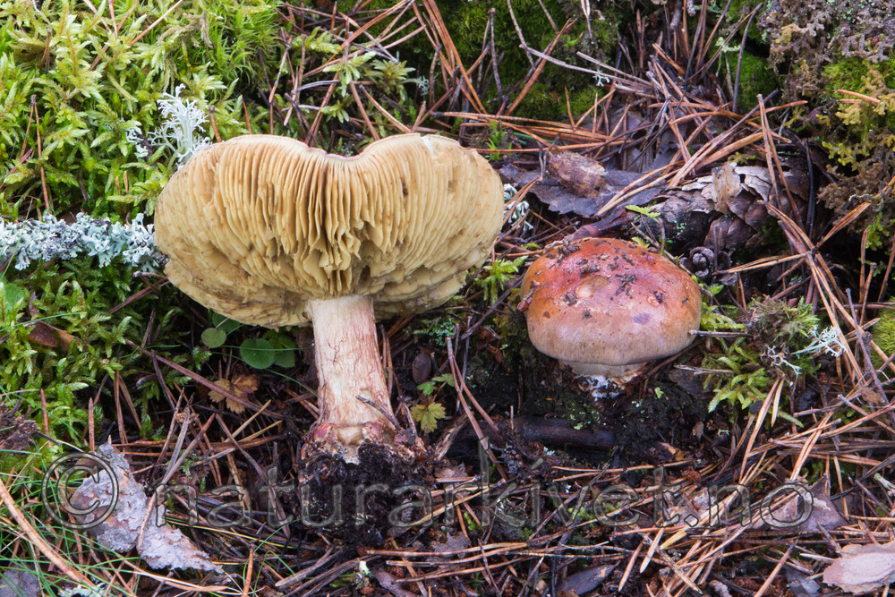 SIG_5044 / Cortinarius cupreorufus / Kopperrød slørsopp