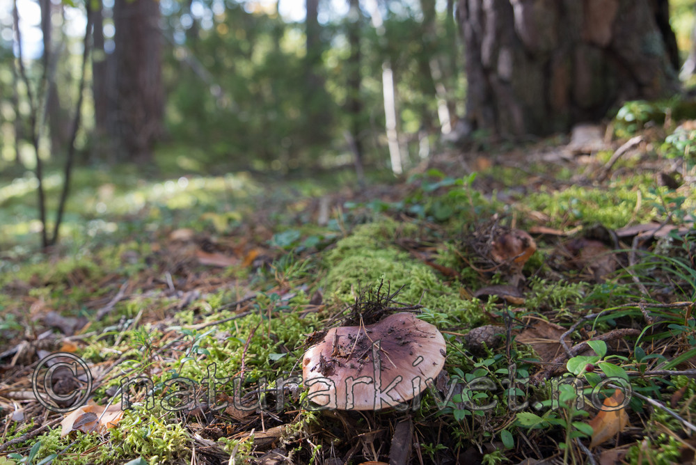 SIG_5071 / Tricholoma batschii / Besk kastanjemusserong