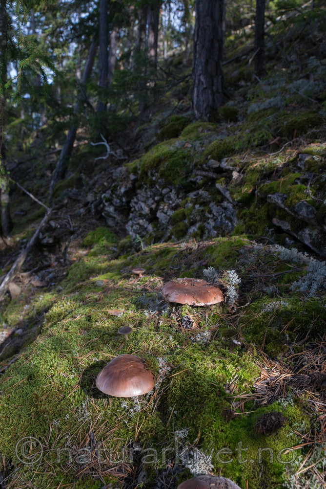 SIG_5102 / Tricholoma batschii / Besk kastanjemusserong