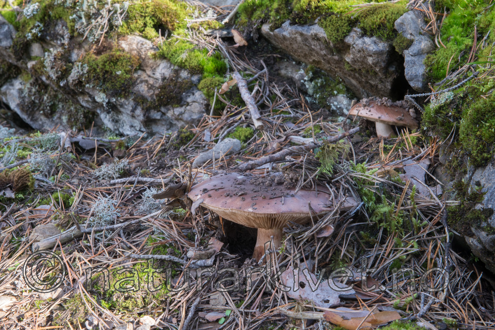 SIG_5111 / Tricholoma batschii / Besk kastanjemusserong