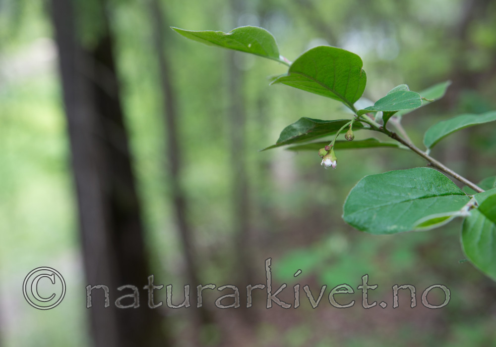 SIG_6435 / Cotoneaster laxiflorus / Svartmispel