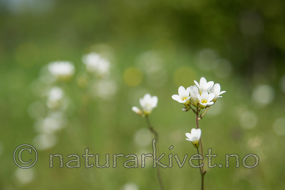SIG_6545 / Saxifraga granulata / Nyresildre