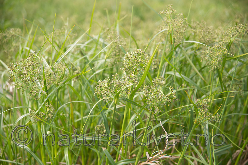 SIG_6569 / Scirpus radicans / Buesivaks