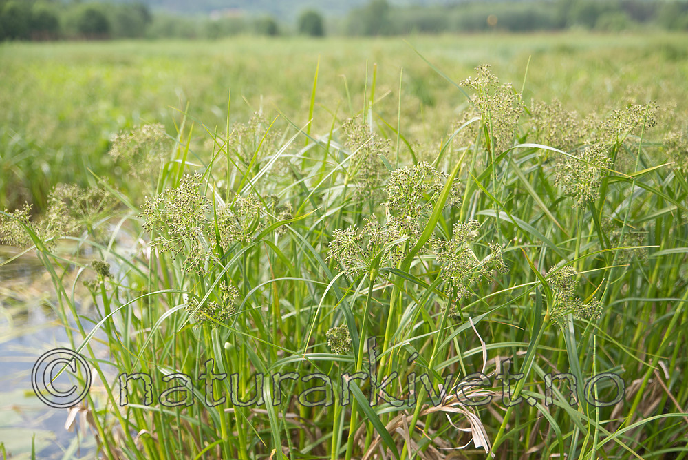 SIG_6570 / Scirpus radicans / Buesivaks