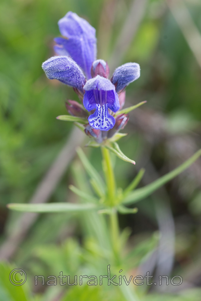 SIG_6729 / Dracocephalum ruyschiana / Dragehode