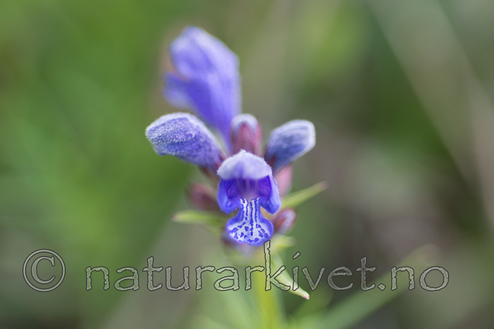 SIG_6731 / Dracocephalum ruyschiana / Dragehode