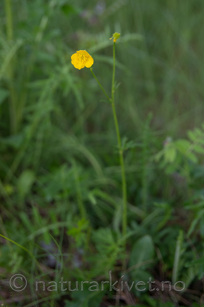 SIG_6758 / Ranunculus polyanthemos / Krattsoleie