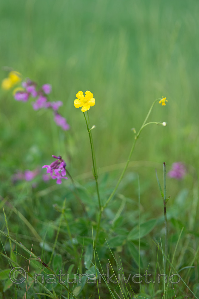SIG_6777 / Ranunculus polyanthemos / Krattsoleie
