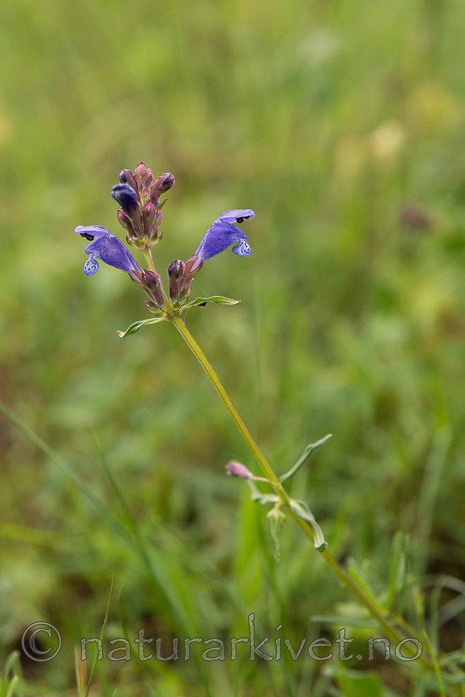 SIG_6797 / Dracocephalum ruyschiana / Dragehode