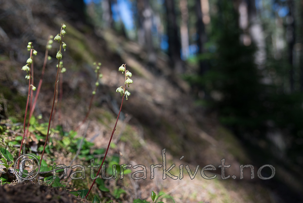 SIG_6909 / Pyrola chlorantha / Furuvintergrønn