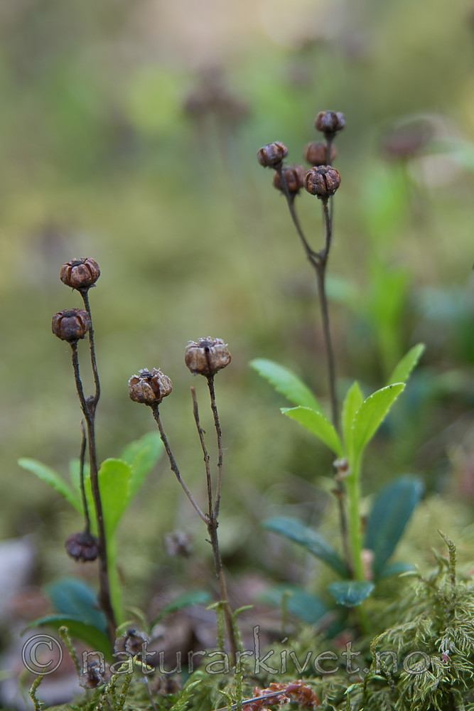SIG_6922 / Chimaphila umbellata / Bittergrønn