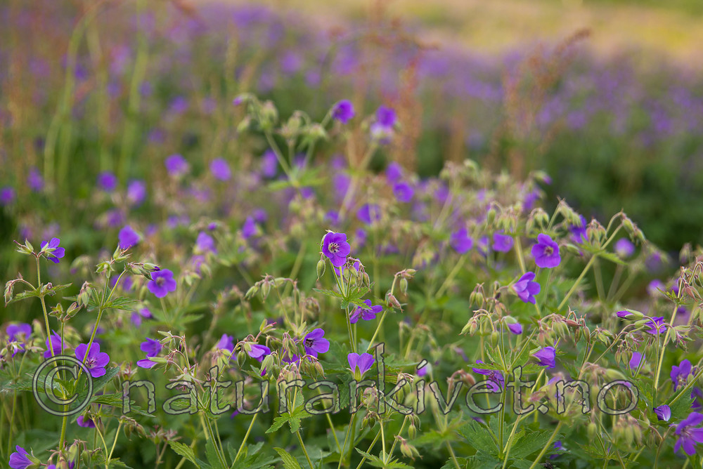 SIG_7099 / Geranium sylvaticum / Skogstorkenebb