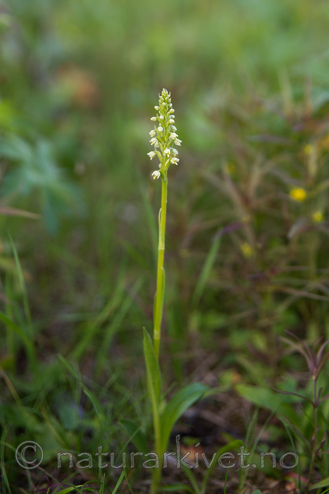 SIG_7107 / Pseudorchis albida / Hvitkurle <br /> Pseudorchis albida
