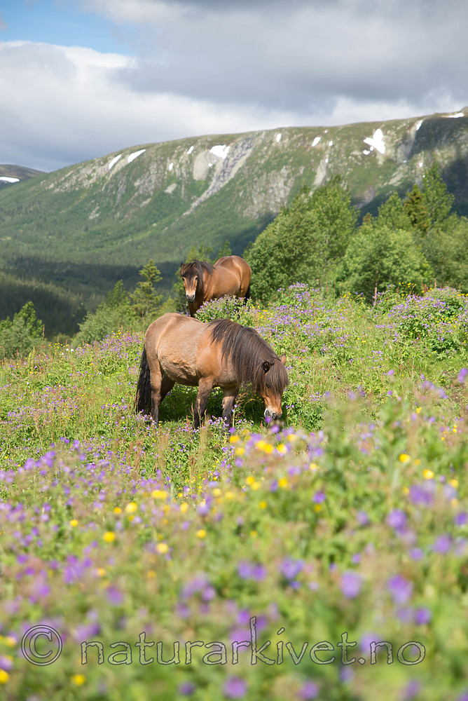 SIG_7108 / Equus caballus / Hest