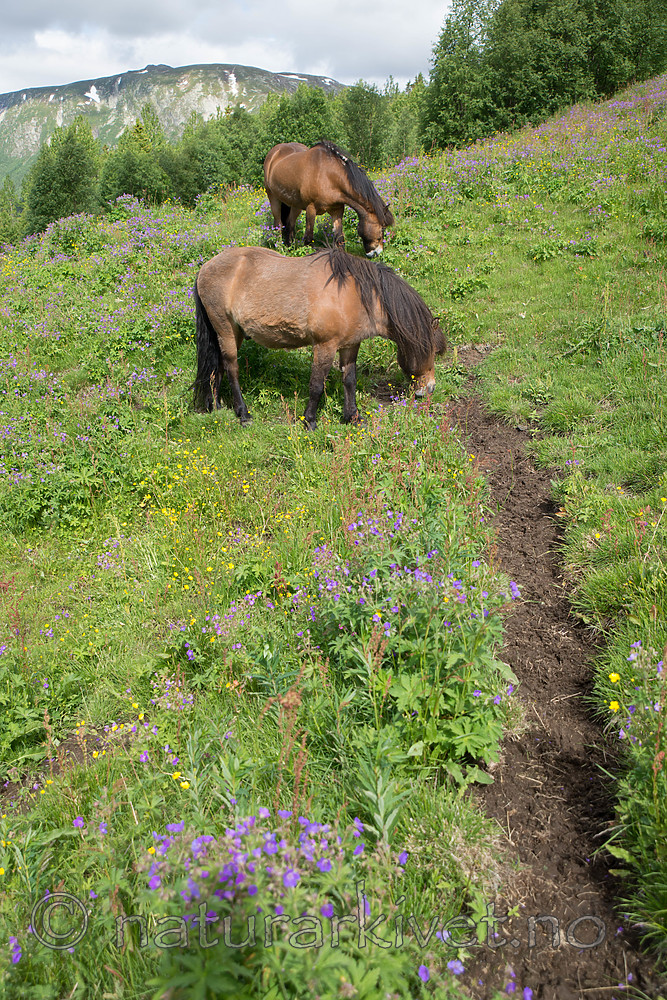 SIG_7125 / Equus caballus / Hest