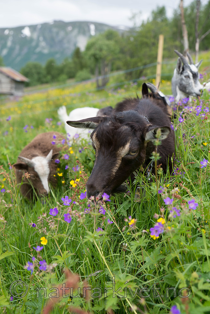 SIG_7146 / Capra hircus / Geit