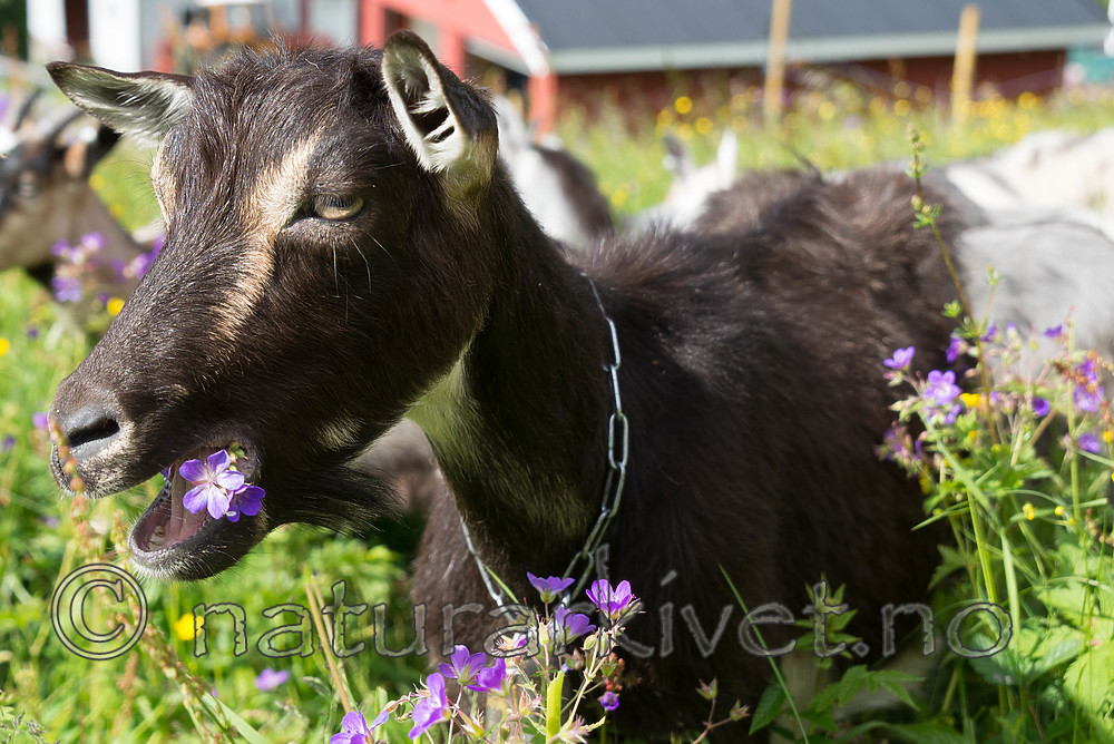 SIG_7164 / Capra hircus / Geit