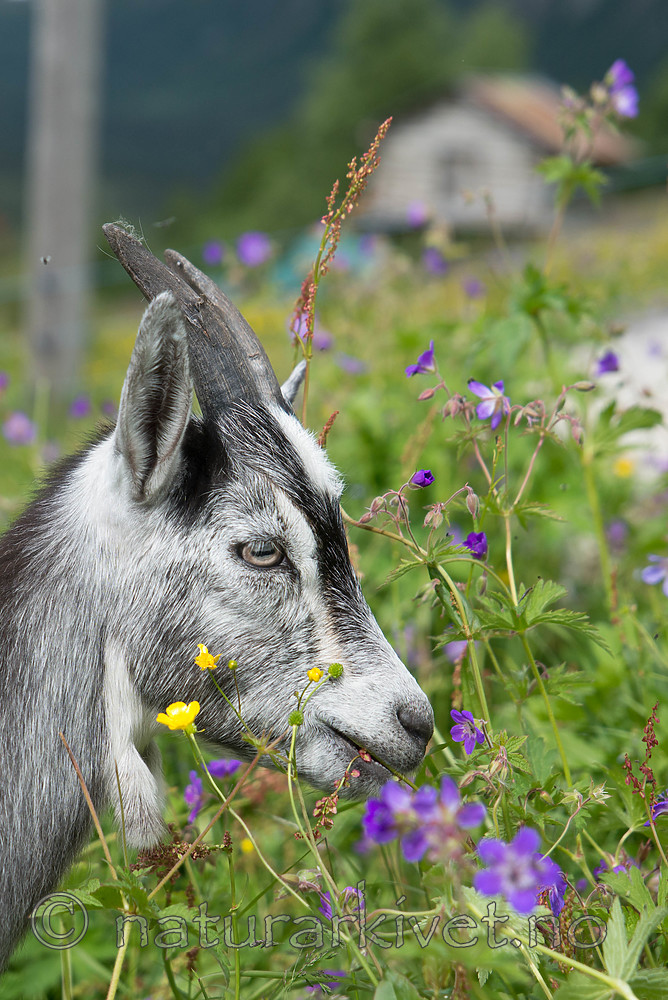 SIG_7173 / Capra hircus / Geit