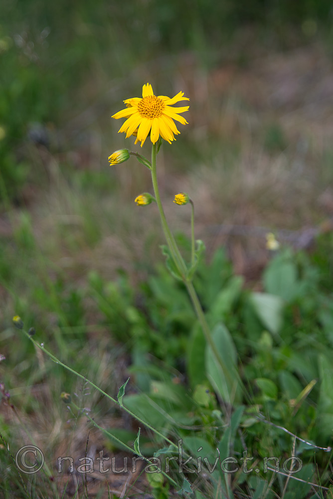 SIG_7180 / Arnica montana / Solblom