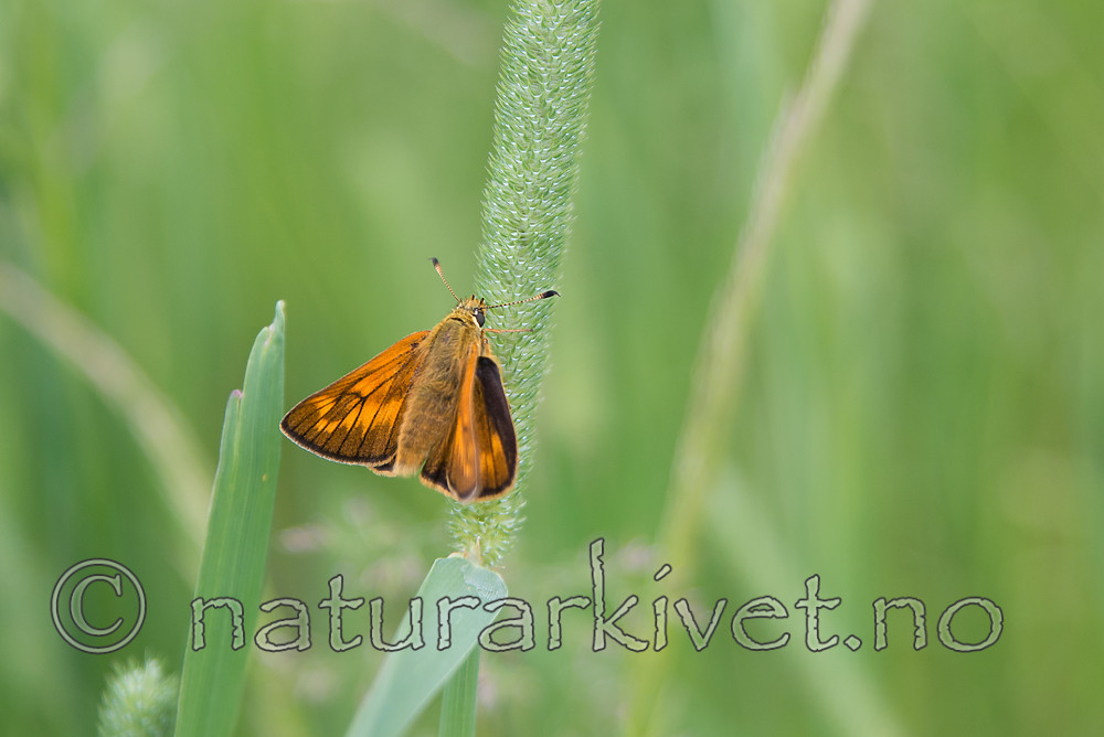 SIG_7194 / Ochlodes sylvanus / Engsmyger