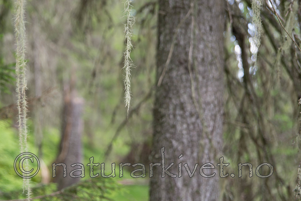 SIG_7224 / Usnea longissima / Huldrestry