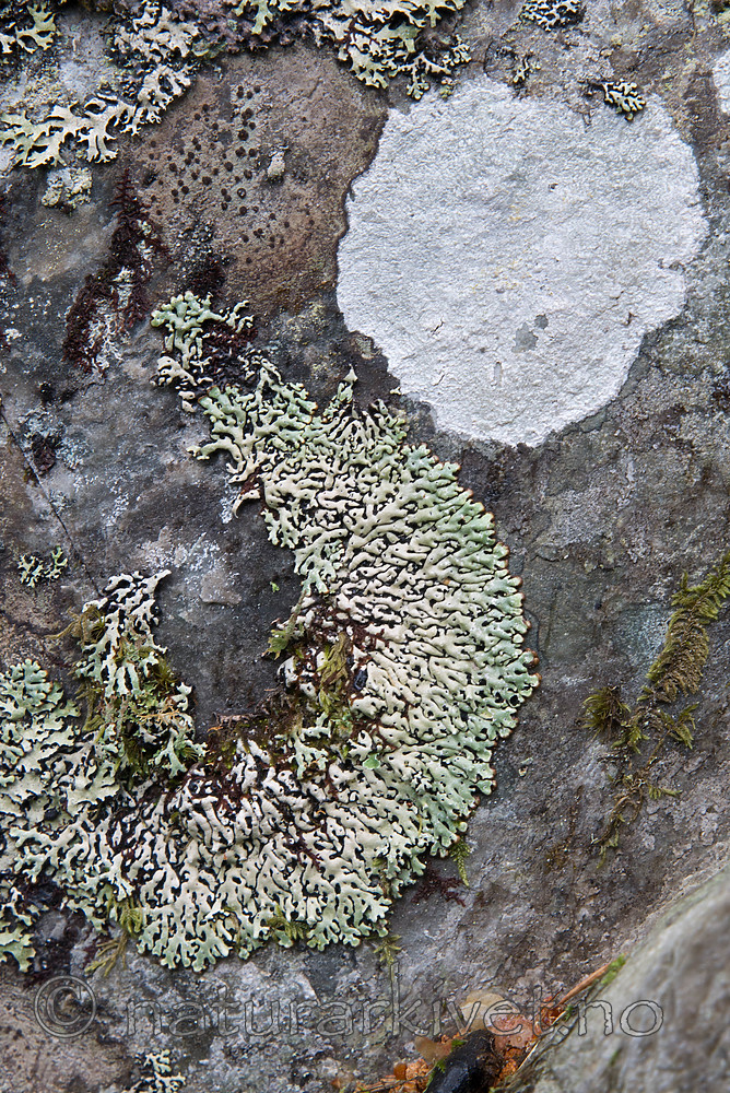 SIG_7281 / Menegazzia terebrata / Skoddelav