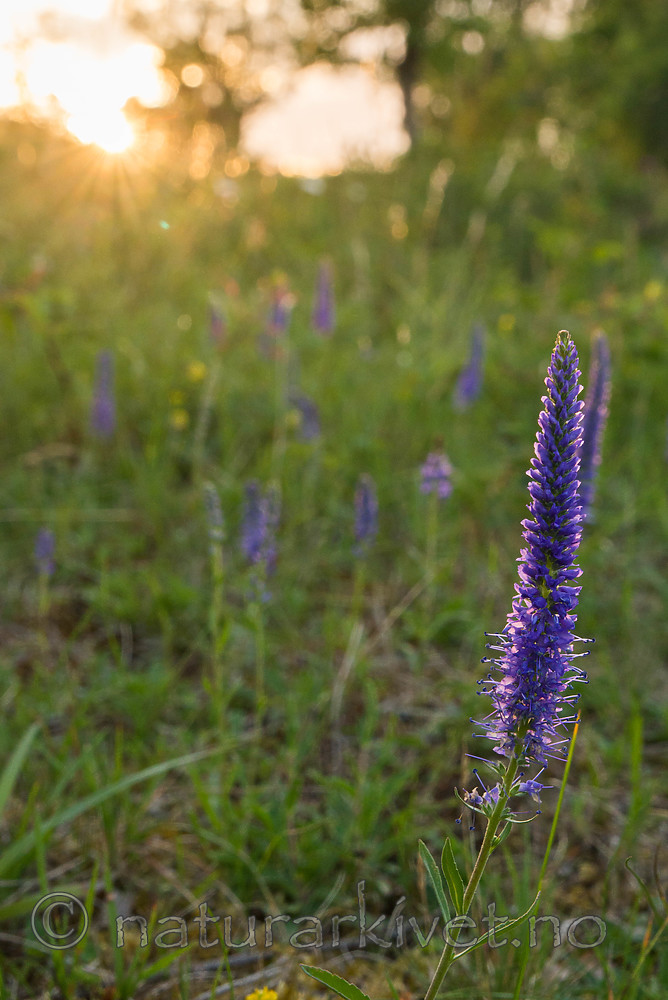SIG_7282 / Veronica spicata / Aksveronika