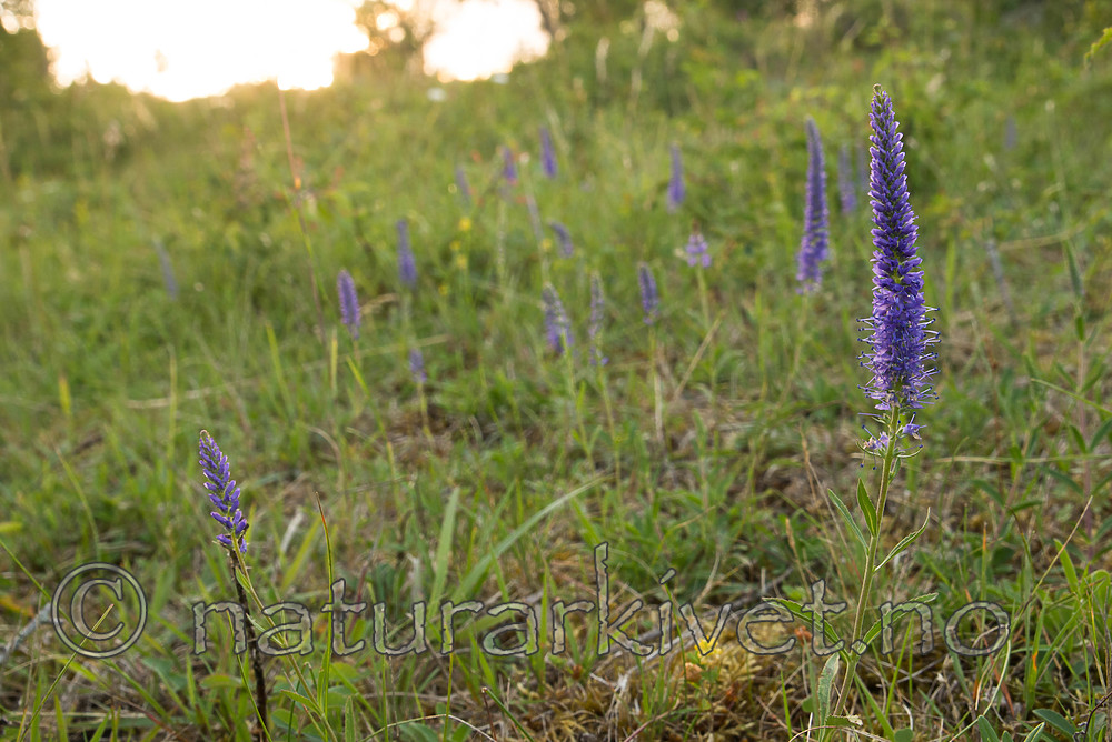 SIG_7297 / Veronica spicata / Aksveronika