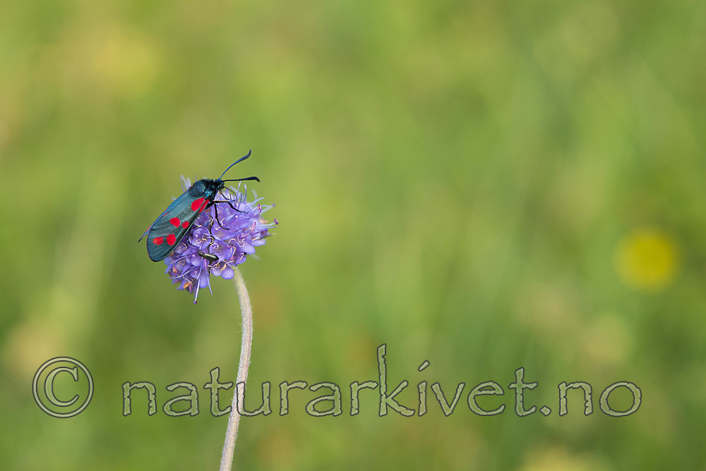 SIG_7446 / Zygaena filipendulae / Seksflekket bloddråpesvermer