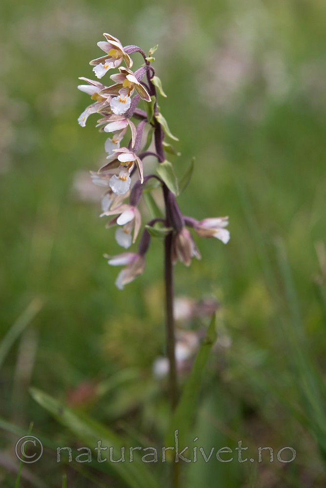 SIG_7505 / Epipactis palustris / Myrflangre