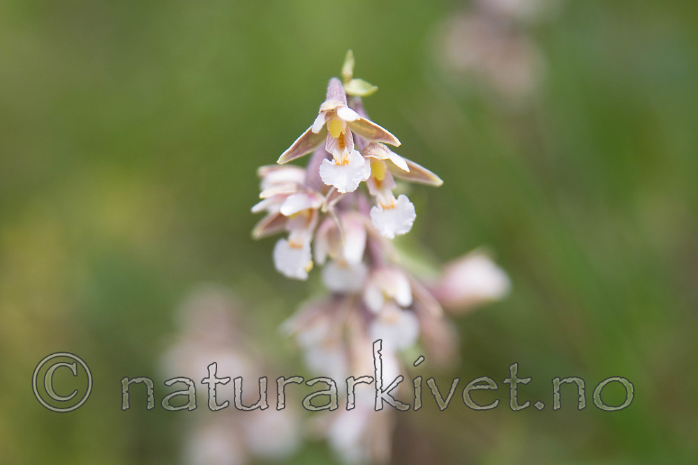 SIG_7514 / Epipactis palustris / Myrflangre