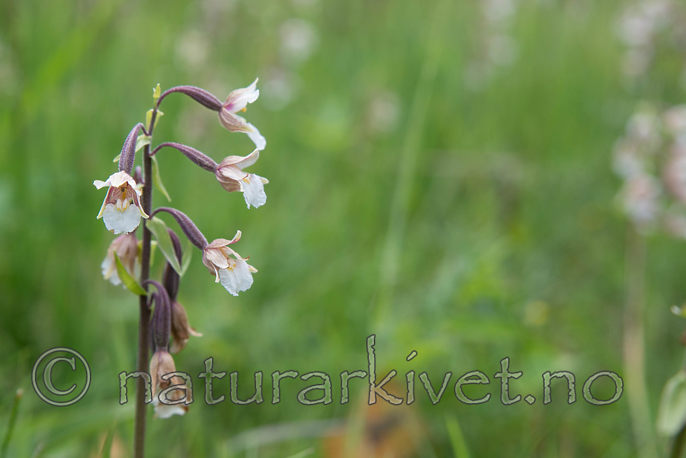 SIG_7529 / Epipactis palustris / Myrflangre