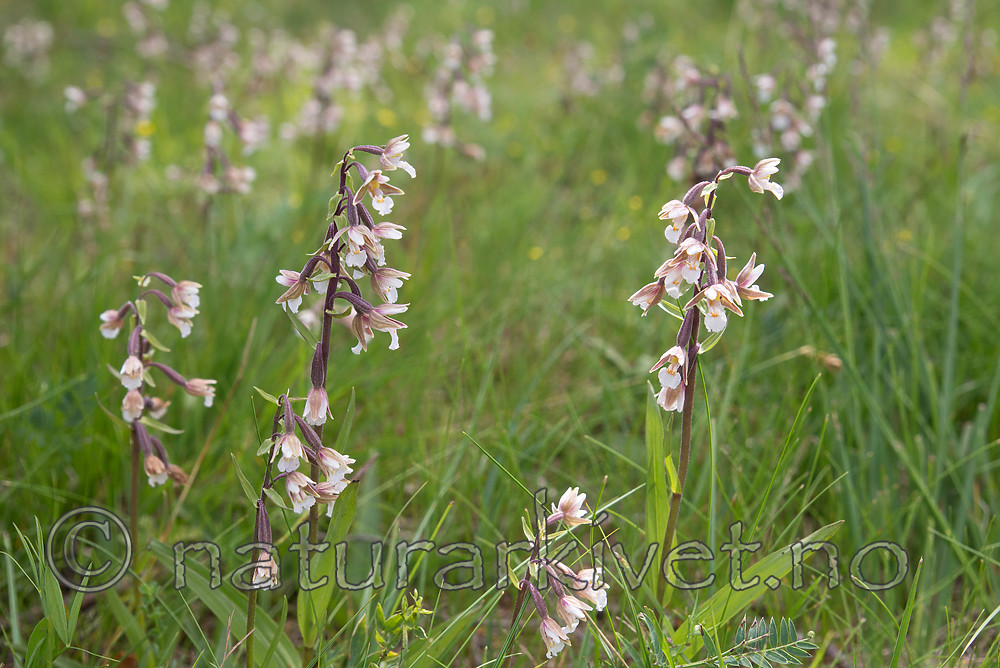 SIG_7539 / Epipactis palustris / Myrflangre