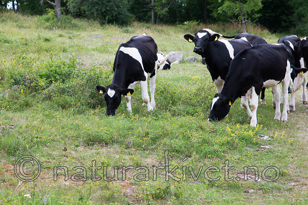 SIG_7571 / Bos taurus / Storfe