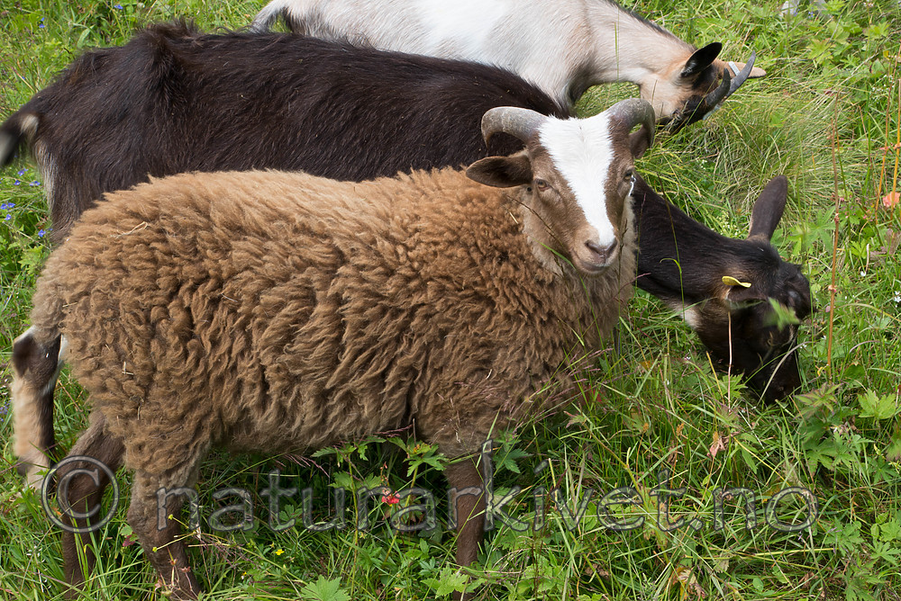 SIG_7599 / Capra hircus / Geit