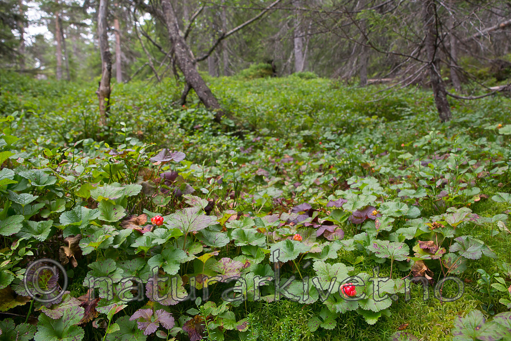 SIG_7616 / Rubus chamaemorus / Molte
