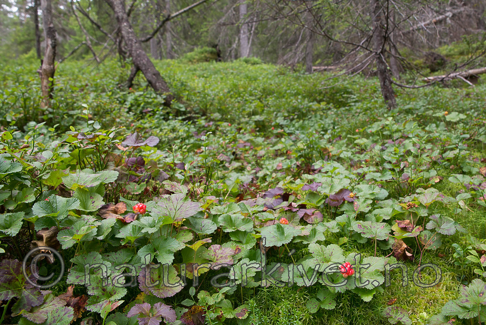 SIG_7618 / Rubus chamaemorus / Molte