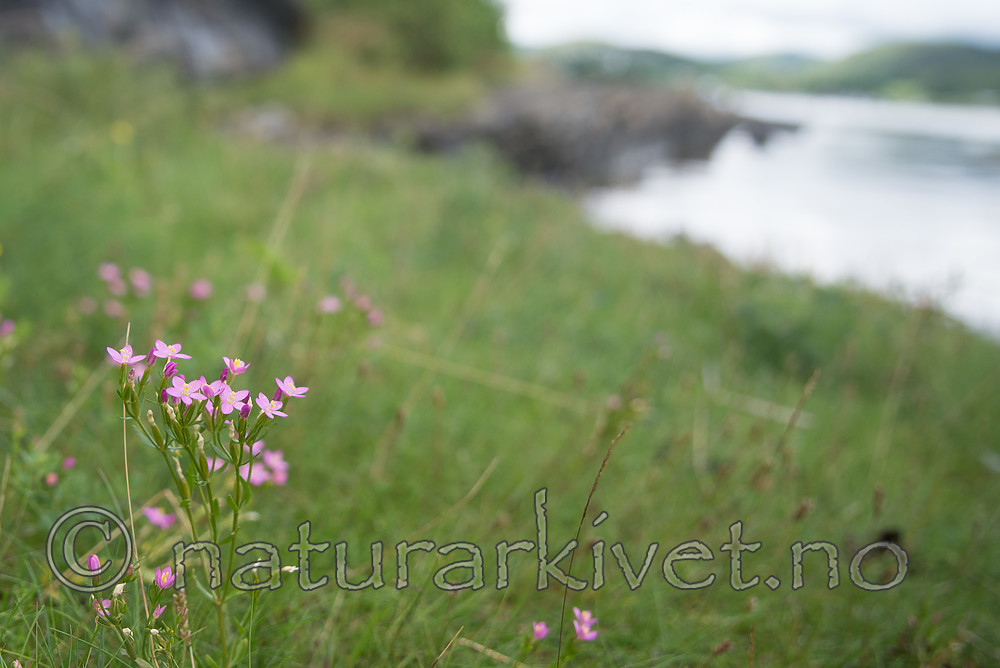 SIG_7635 / Centaurium littorale / Tusengylden