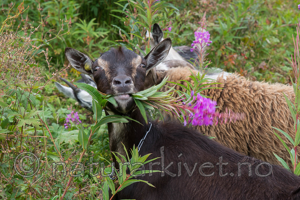 SIG_7696 / Capra hircus / Geit