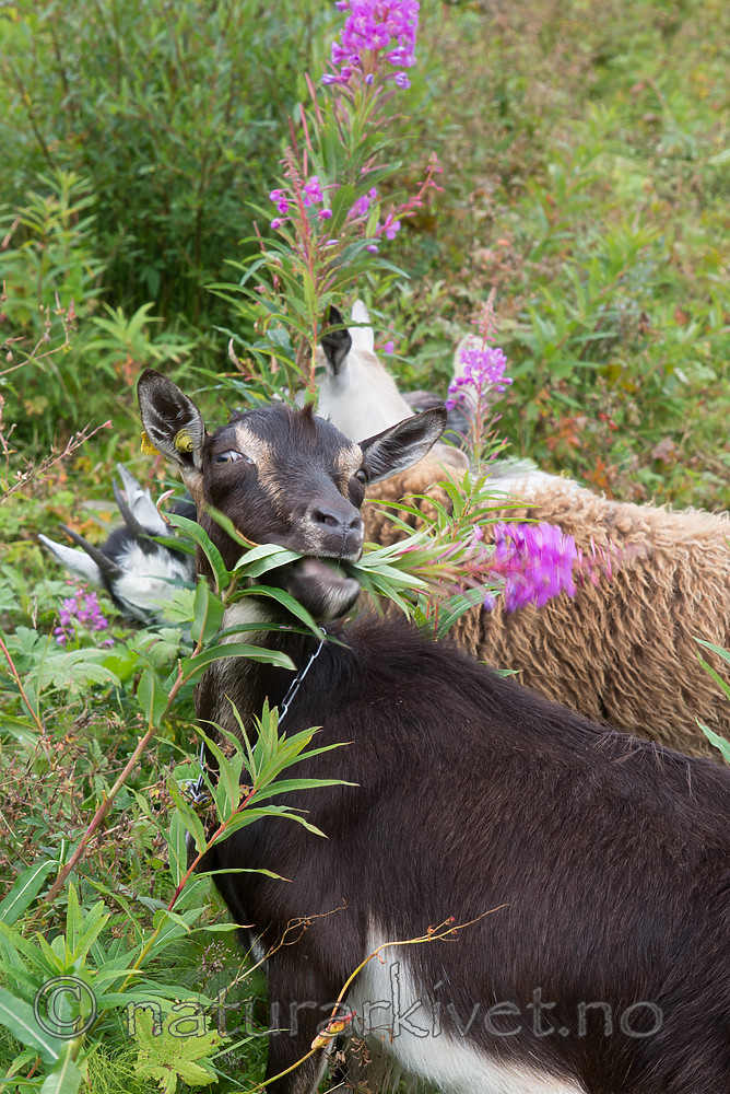 SIG_7698 / Capra hircus / Geit