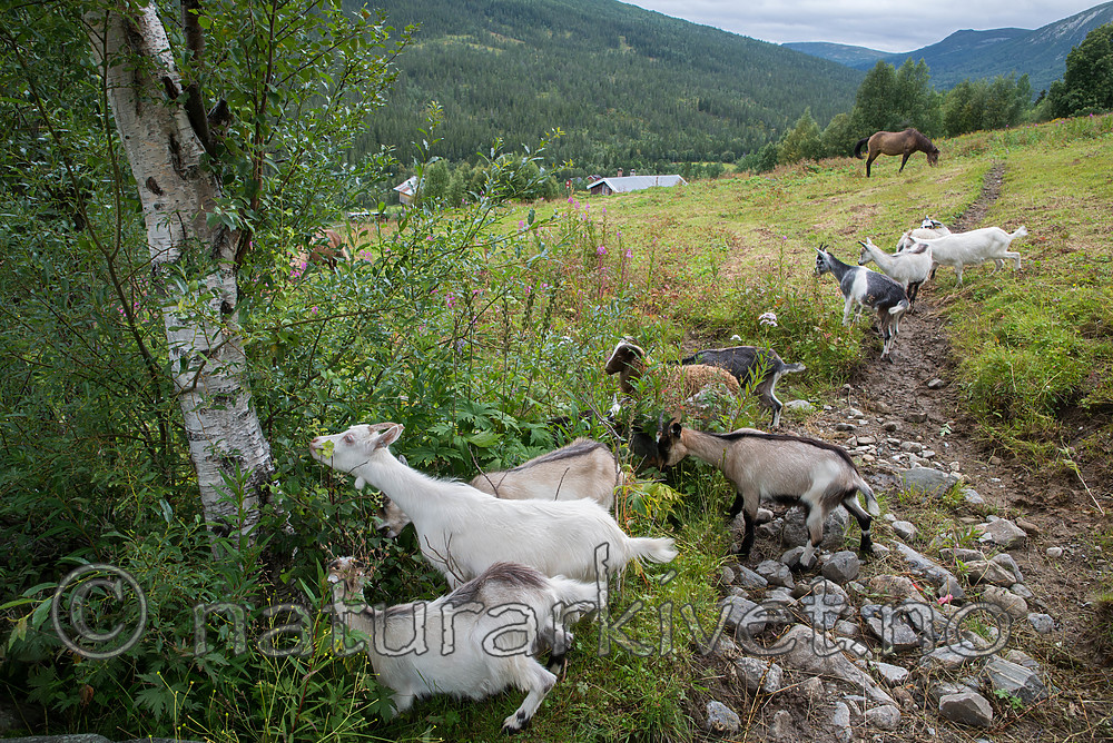 SIG_7703 / Capra hircus / Geit